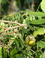 Yellow-fronted Canary